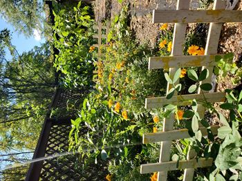 Community garden